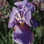 Porple Iris 2